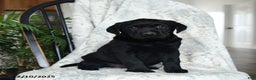 Labrador Retriever dogs for sale: Bacon - Ad 1