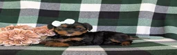 Shorkie dogs for sale: Meadow 7 lbs Full Grown - Ad 5