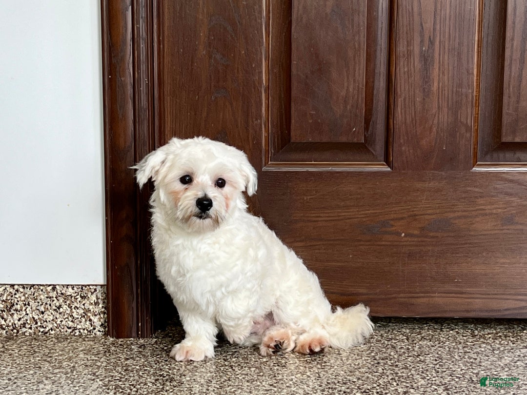 Havanese dogs for sale: Leo - Ad 1