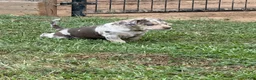 Catahoula Leopard Dog dogs for sale: Purdy aka Vicki - Ad 6