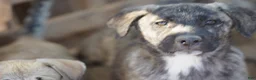 Mixed Breed dogs for sale: Bansky M Silver Brindle - Ad 3