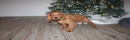 Mixed Breed dogs for sale: gretchen - Ad 4
