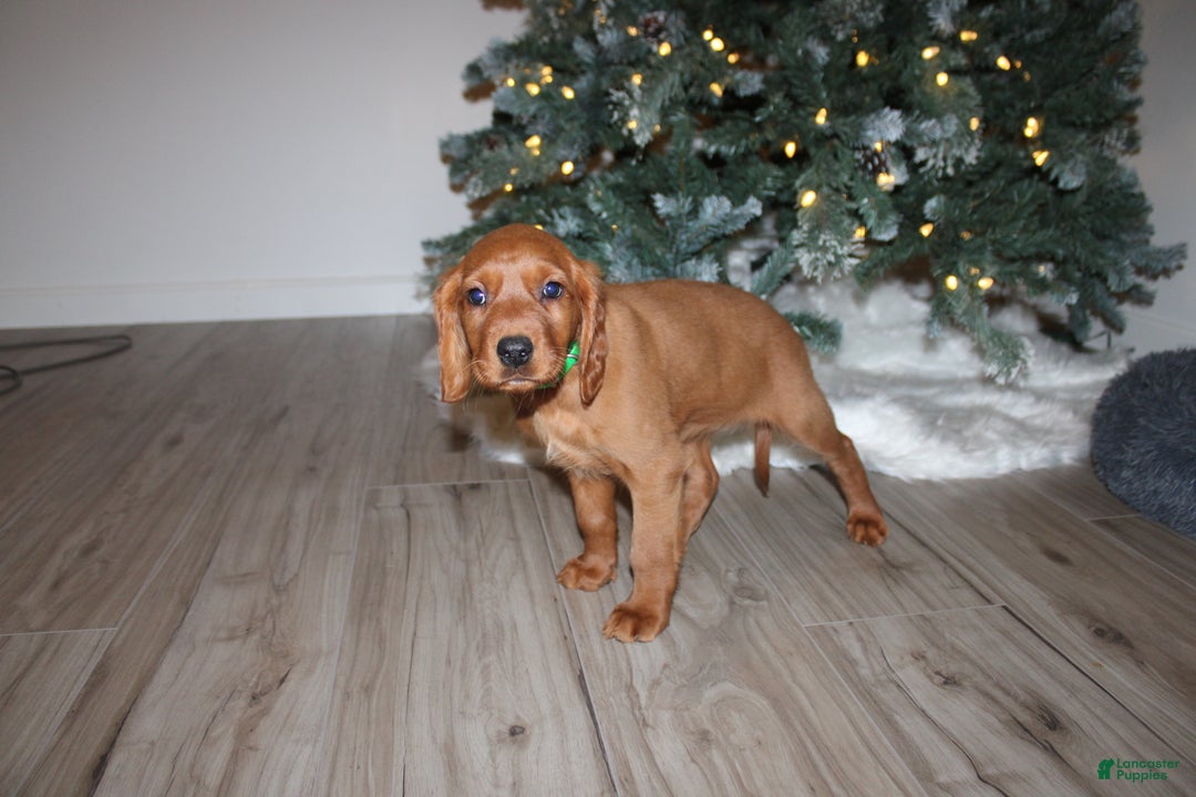 Mixed Breed dogs for sale: gretchen - Ad 4