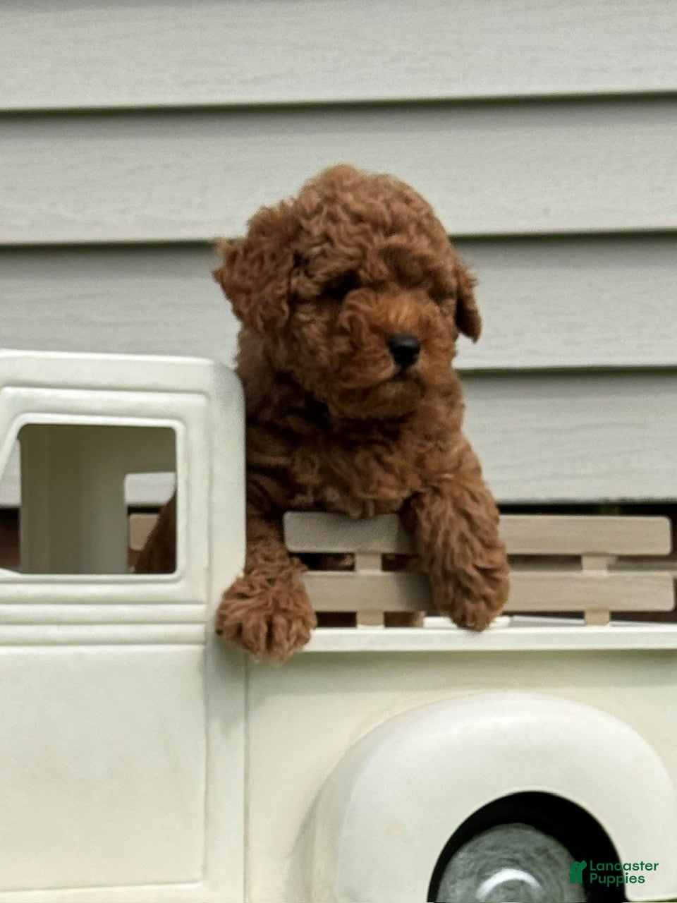 Miniature Labradoodle dogs Aiden - Ad 2