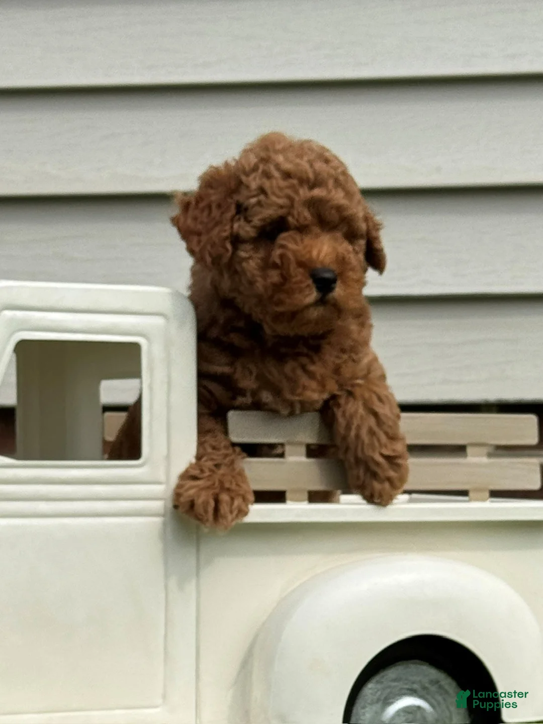 Miniature Labradoodle dogs for sale: Aiden - Ad 2