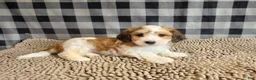 Mixed Breed dogs for sale: Ben - Ad 7
