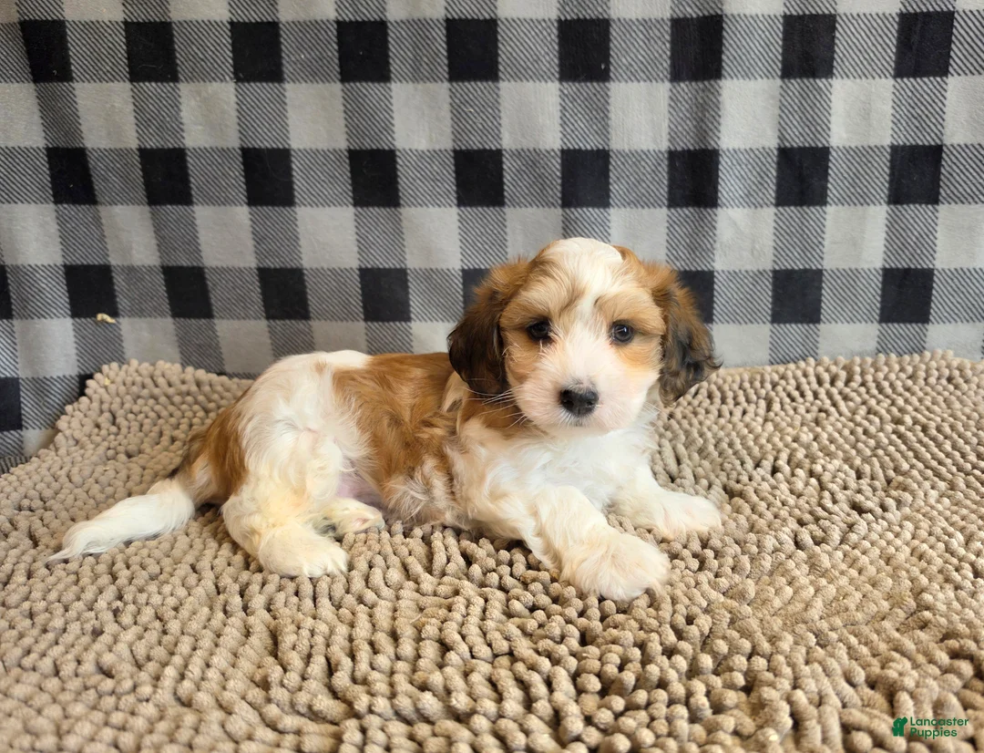 Mixed Breed dogs for sale: Ben - Ad 7