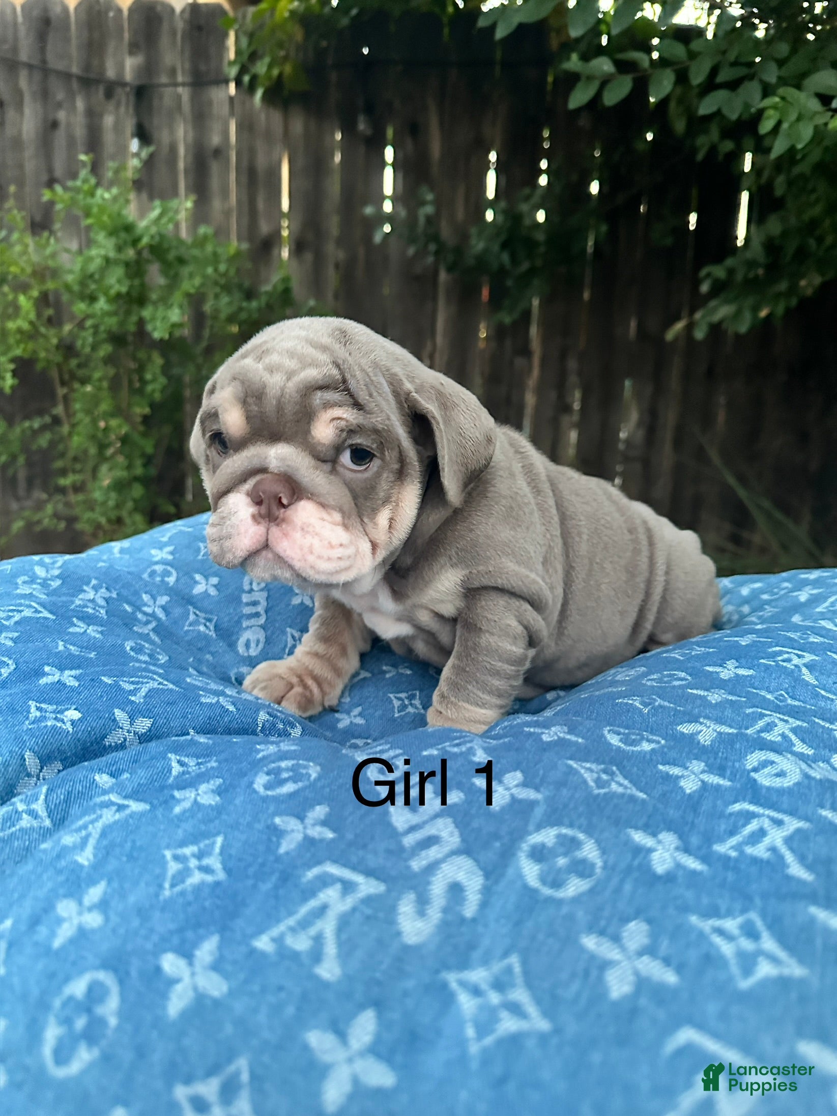 English Bulldog dogs English Bulldog 8 - Ad 5