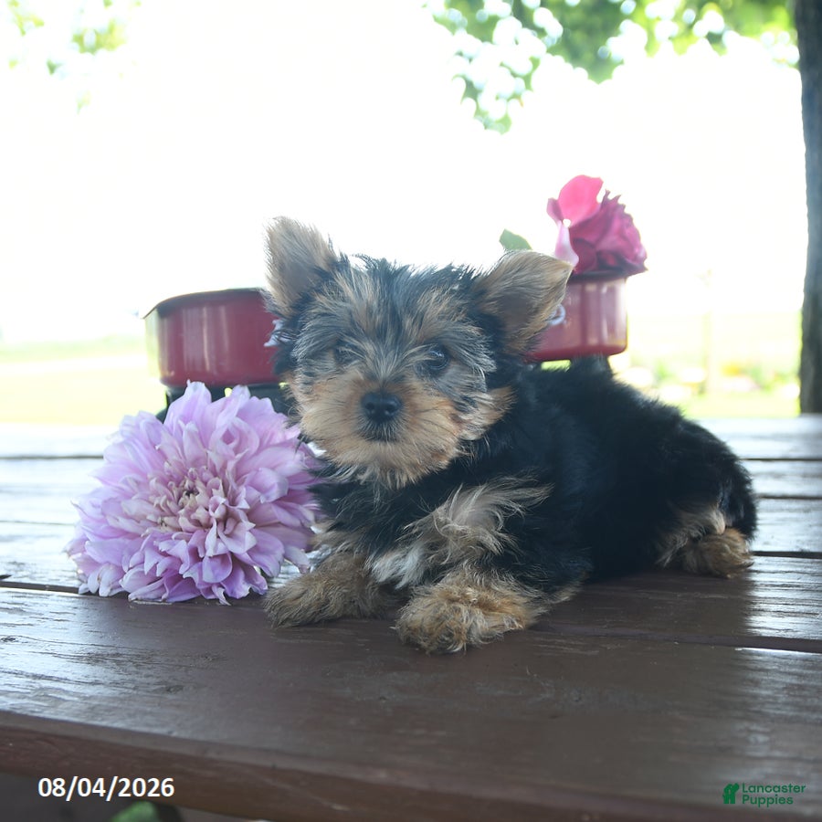 Yorkshire Terrier dogs Terry - Ad 2