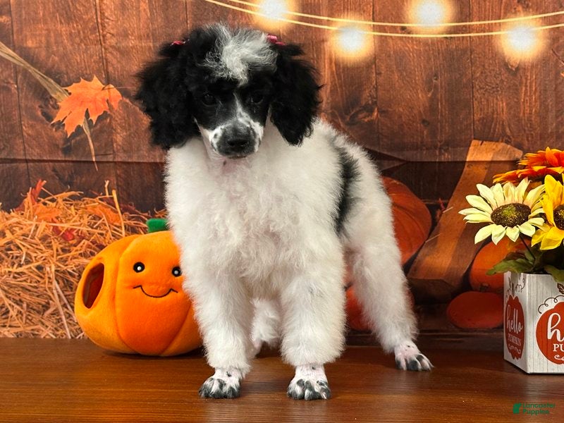 Miniature Poodle dogs Stella - Ad 6