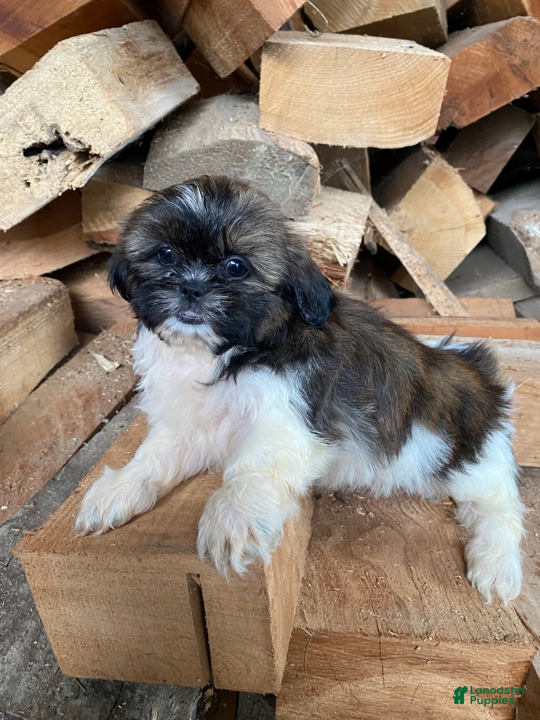 Shih Tzu dogs for sale: Tulip - Ad 11
