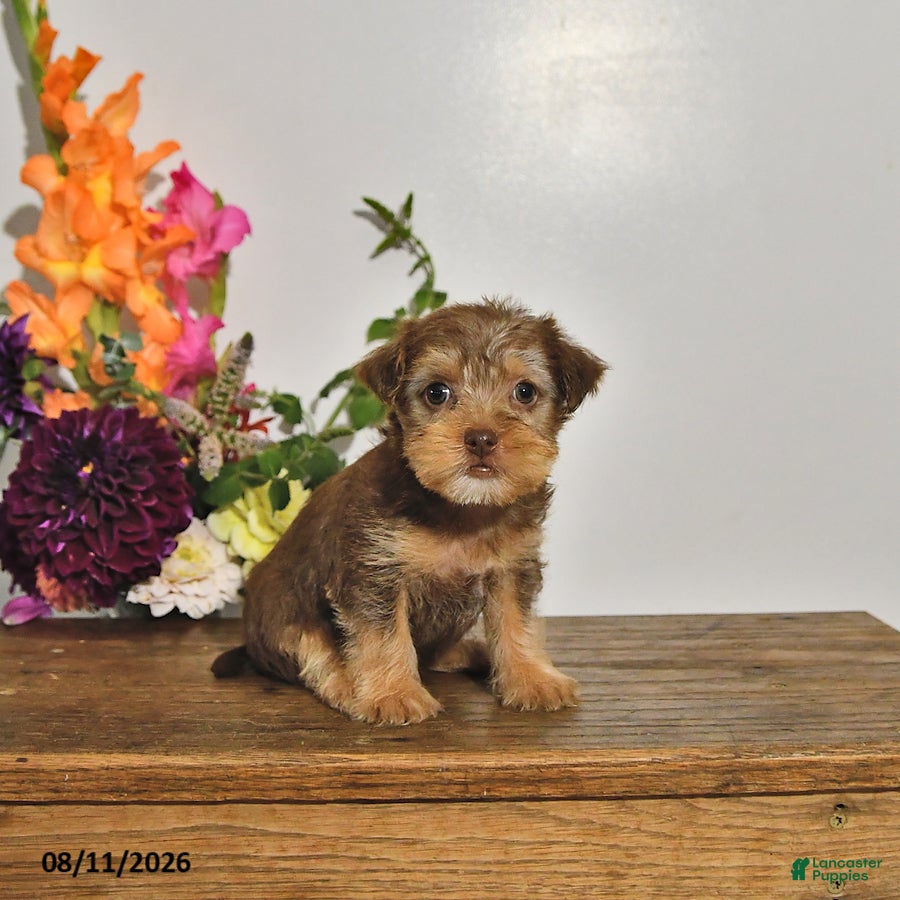 Yorkshire Terrier dogs Twila - Ad 1