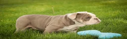English Bulldog dogs for sale: Nate English Bulldog Puppy  - Ad 13