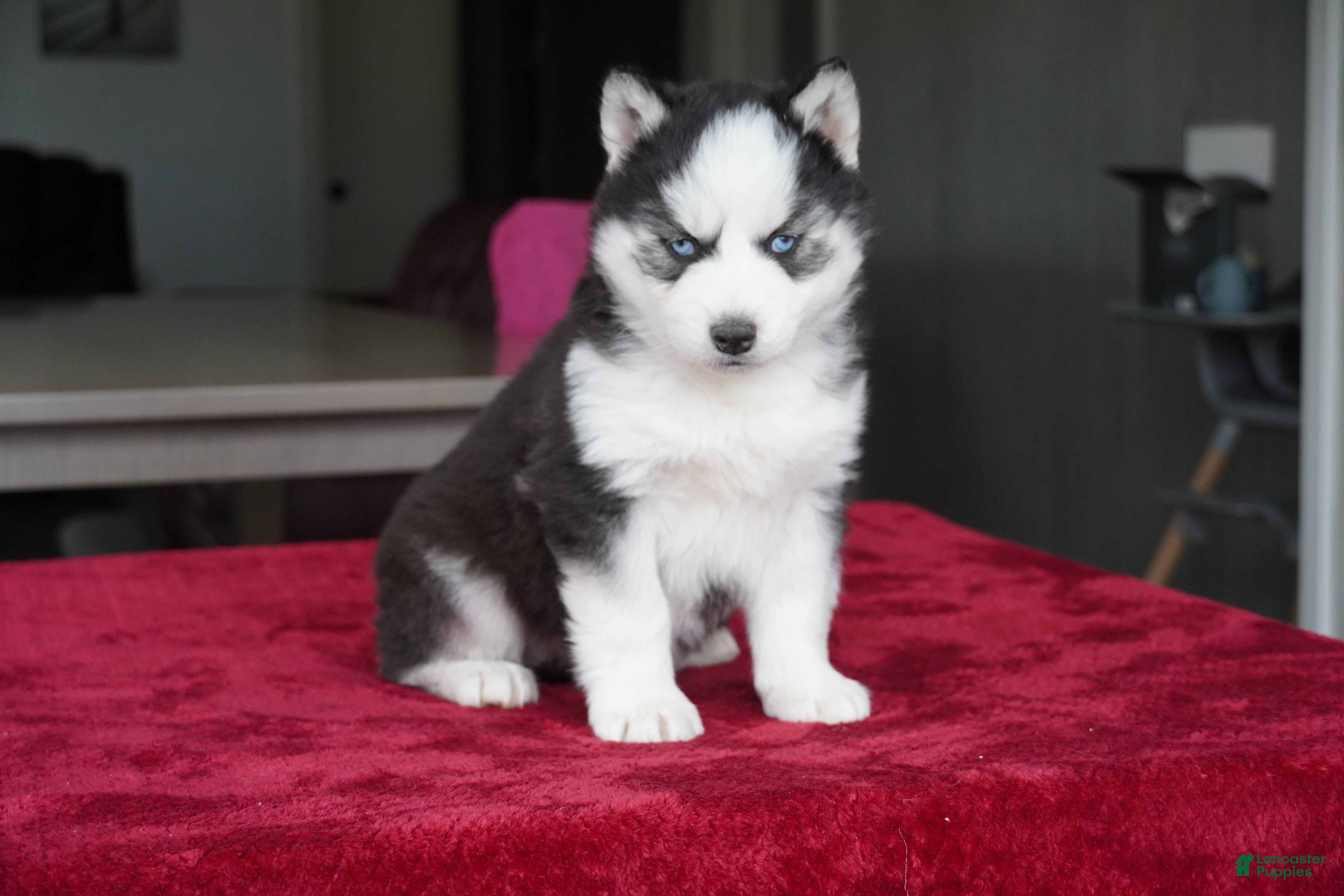 Siberian Husky dogs Rocky - Ad 1