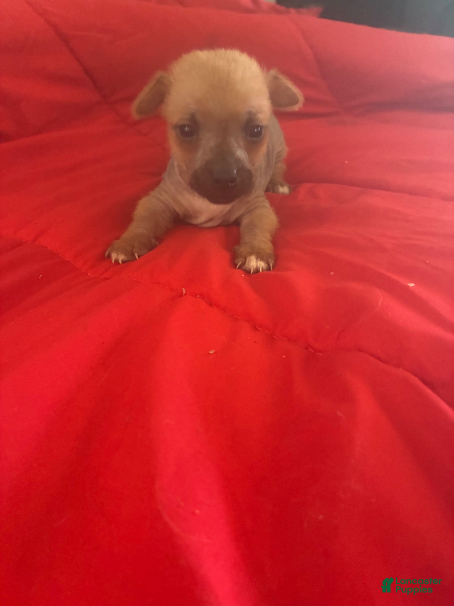 Chinese Crested dogs for sale: Chinese Crested 3 - Ad 2