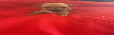 Chinese Crested 3