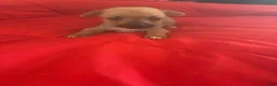Chinese Crested dogs for sale: Chinese Crested 3 - Ad 1