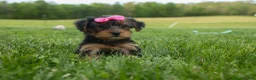Yorkshire Terrier dogs for sale:  Betsy 🐶 - Ad 10