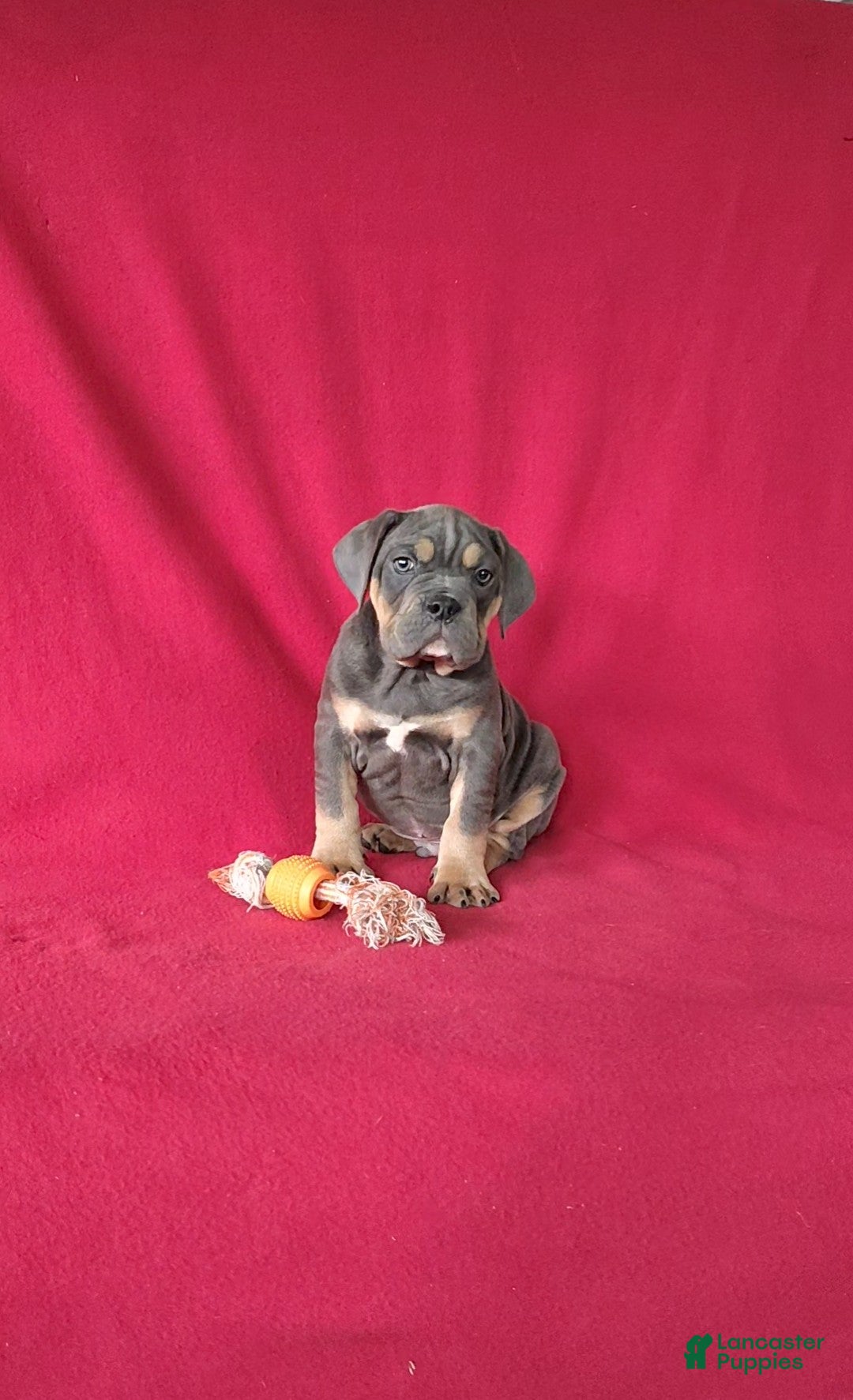 Beabull dogs for sale: Porter - Ad 7