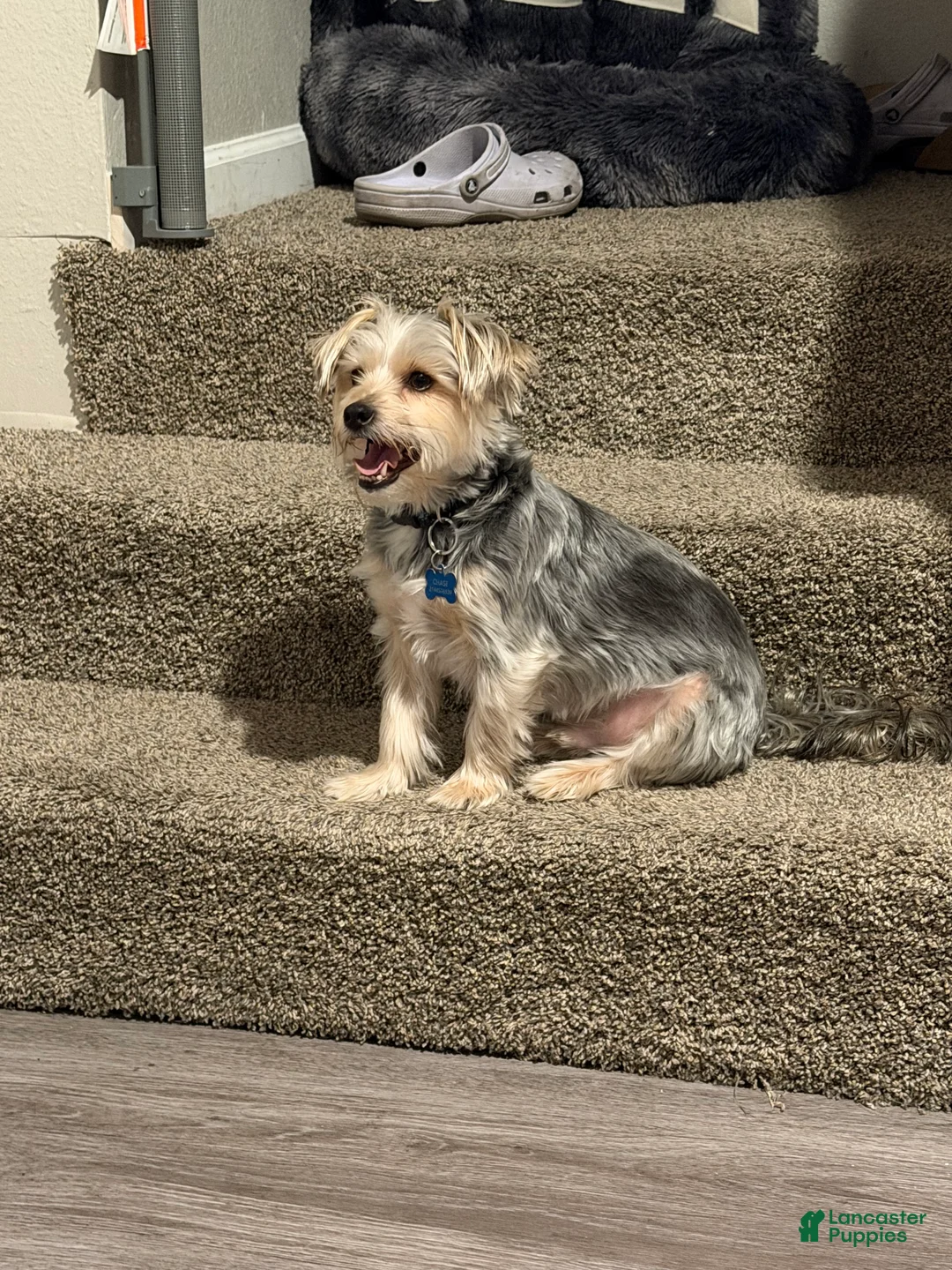 Yorkshire Terrier dogs for sale: Yorkshire Terrier 1 - Ad 6