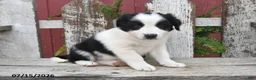 Border Collie dogs for sale: Dori - Ad 3