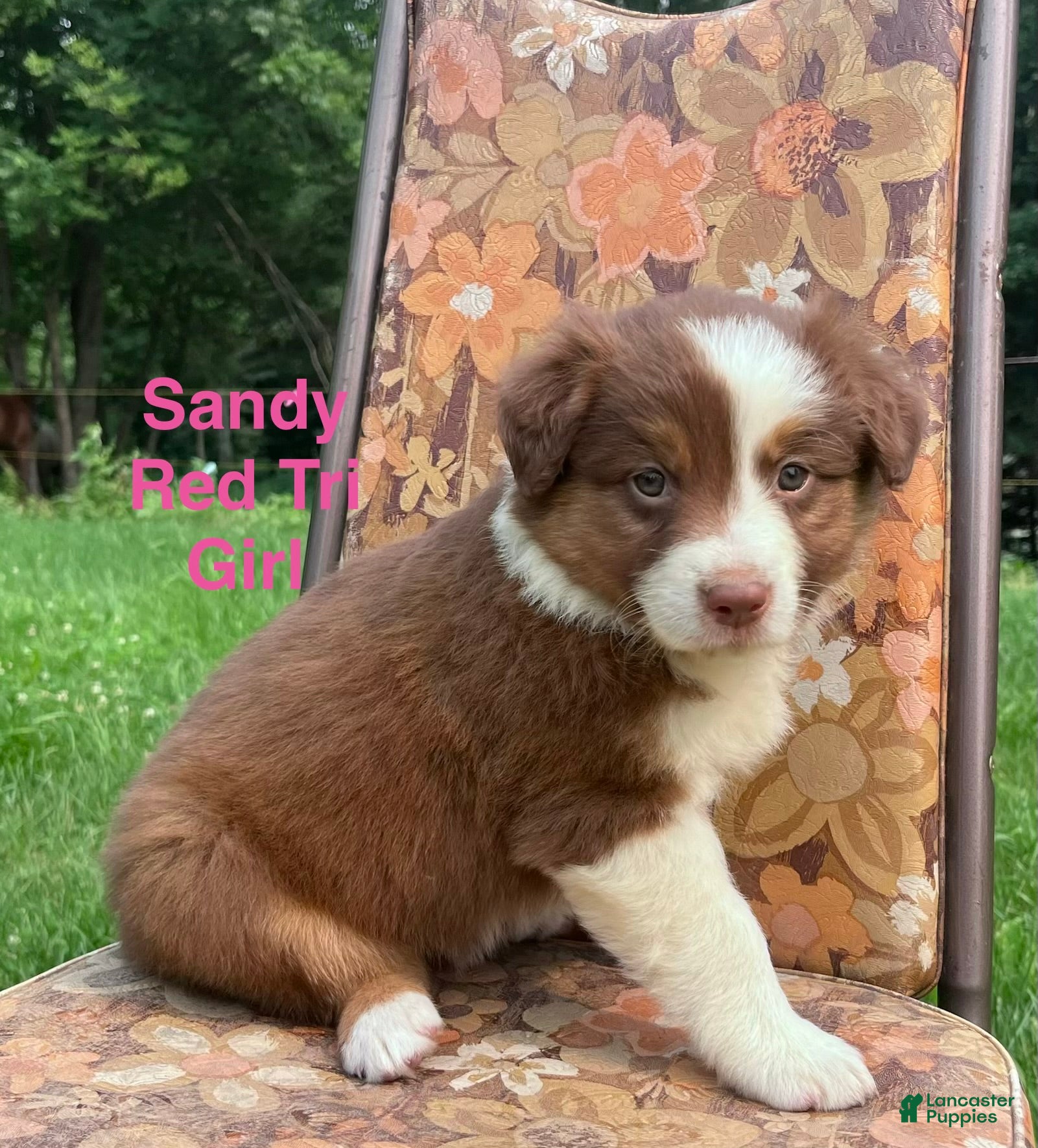 Australian Shepherd dogs Sandy  - Ad 2