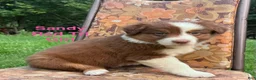 Australian Shepherd dogs for sale: Sandy  - Ad 2