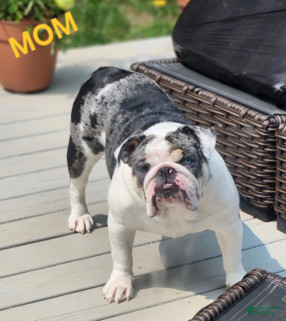 English Bulldog dogs for sale: English Bulldog Puppy 1 - Ad 5