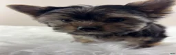 Yorkshire Terrier dogs for sale: AJ - Ad 4