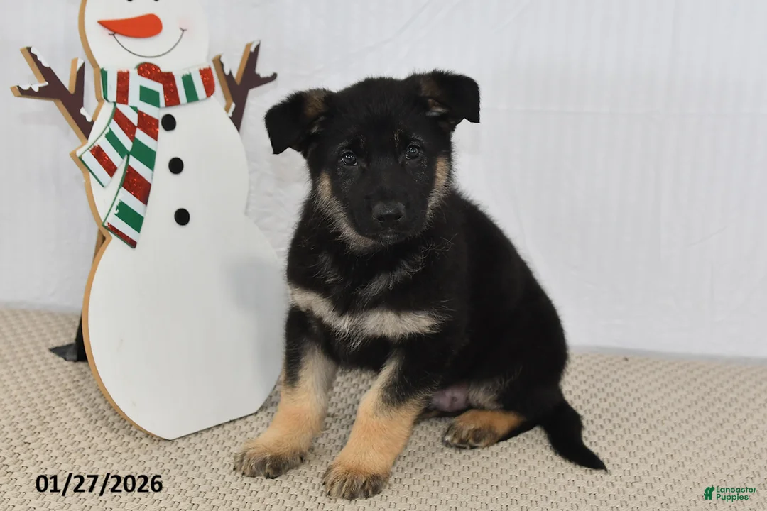 German Shepherd dogs for sale: Jet - Ad 4