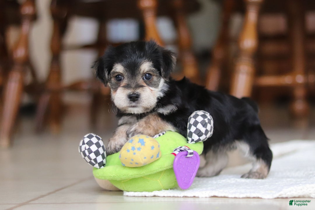 Morkie dogs for sale: Benson - Ad 3