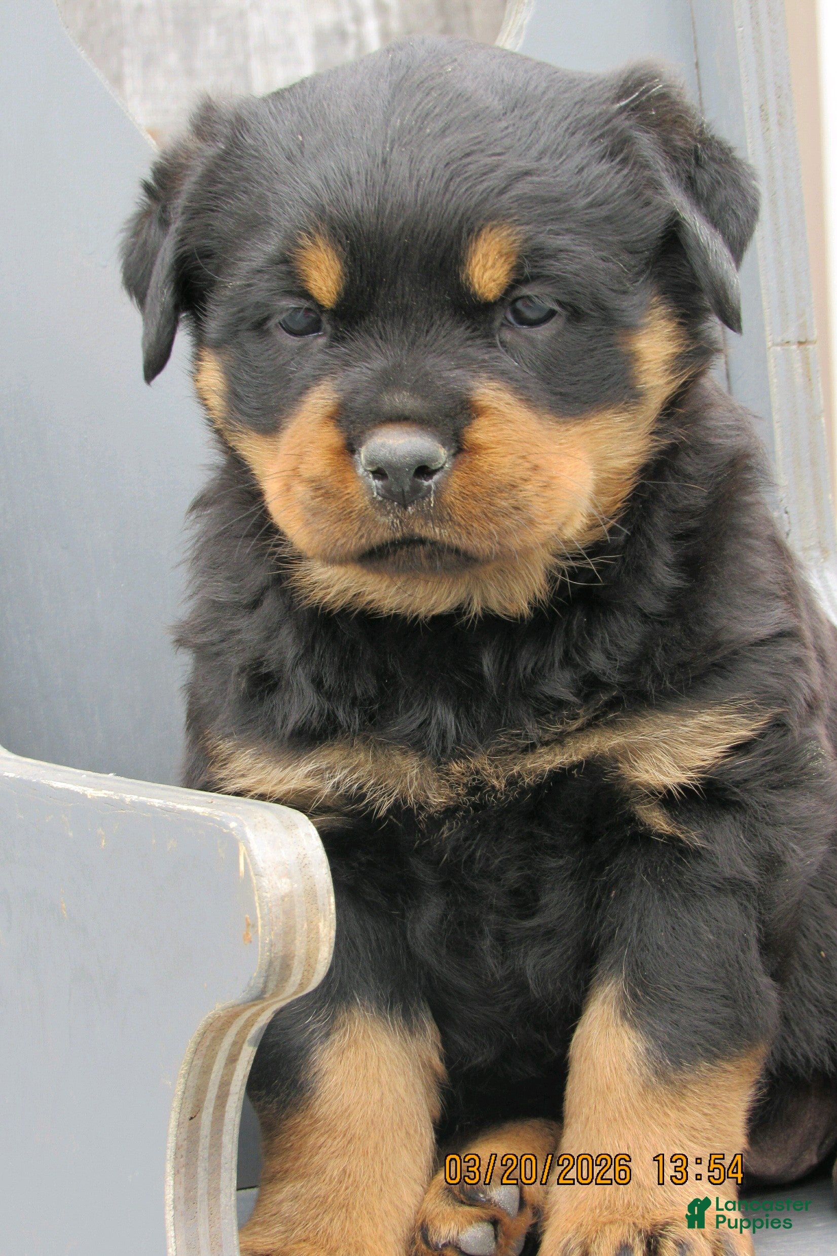 Rottweiler dogs Rottweiler Puppy 3 Windy - Ad 8