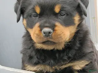 Rottweiler dogs Rottweiler Puppy 3 Windy - Ad 8