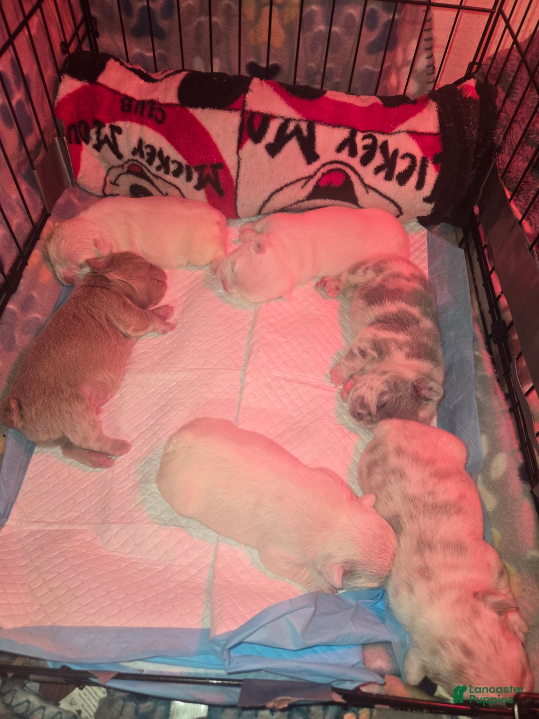French Bulldog dogs for sale: French Bulldog Puppy 4 - Ad 5
