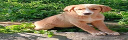 Mixed Breed dogs for sale: Daffy - Ad 12