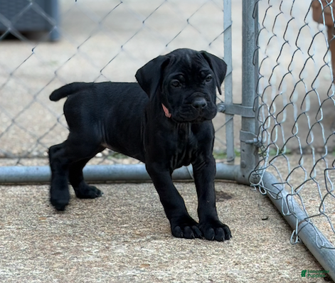 Cane Corso dogs for sale: Cane Corso (Pink) - Ad 2