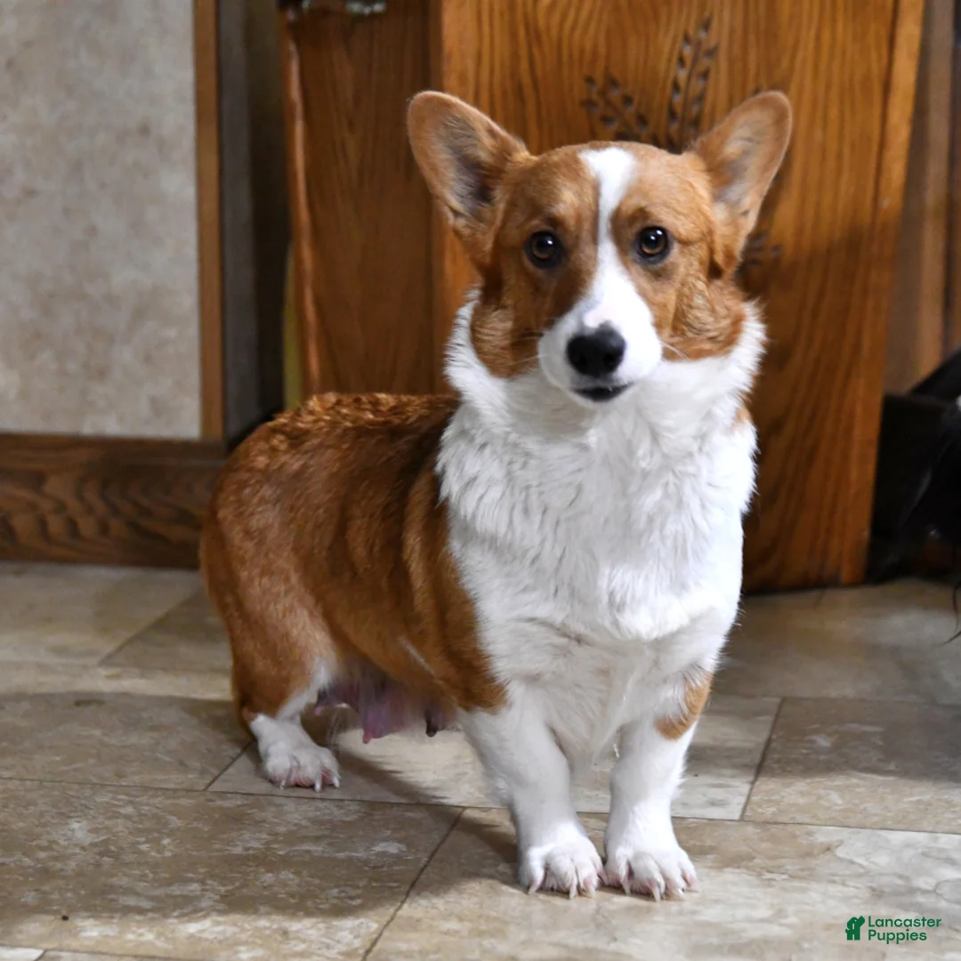 Welsh Corgi Pembroke dogs for sale: Tommy - Ad 6