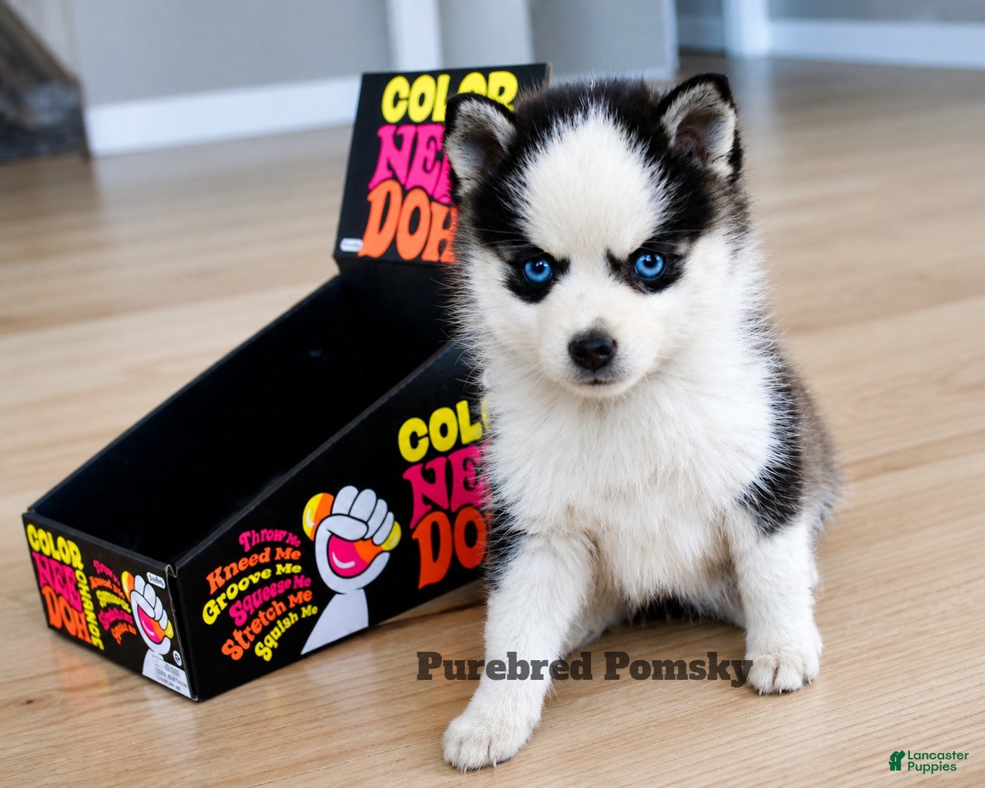 Pomsky dogs Tinker Micro Pomsky - Ad 1