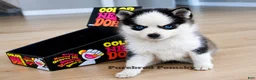 Pomsky dogs for sale: Tinker Micro Pomsky - Ad 1