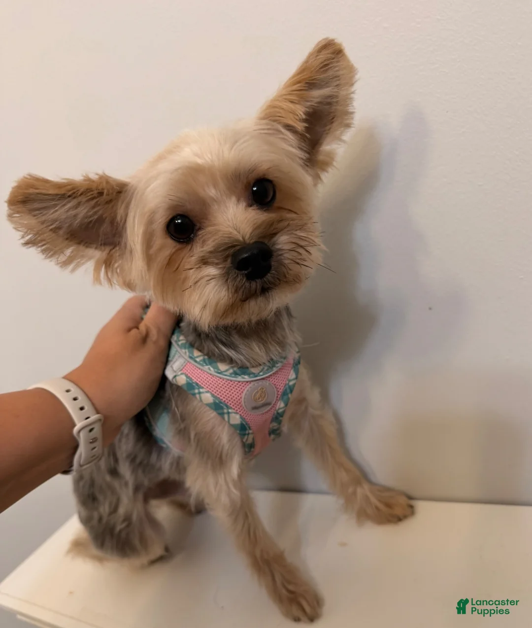 Yorkshire Terrier dogs for sale: Yorkshire Terrier 1 - Ad 3
