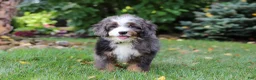 Mini Bernedoodle dogs for sale: Whyatt - Ad 1