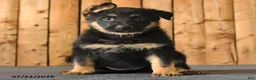 German Shepherd dogs for sale: Freya - Ad 4