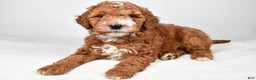 Labradoodle dogs for sale: Nikki - Ad 8