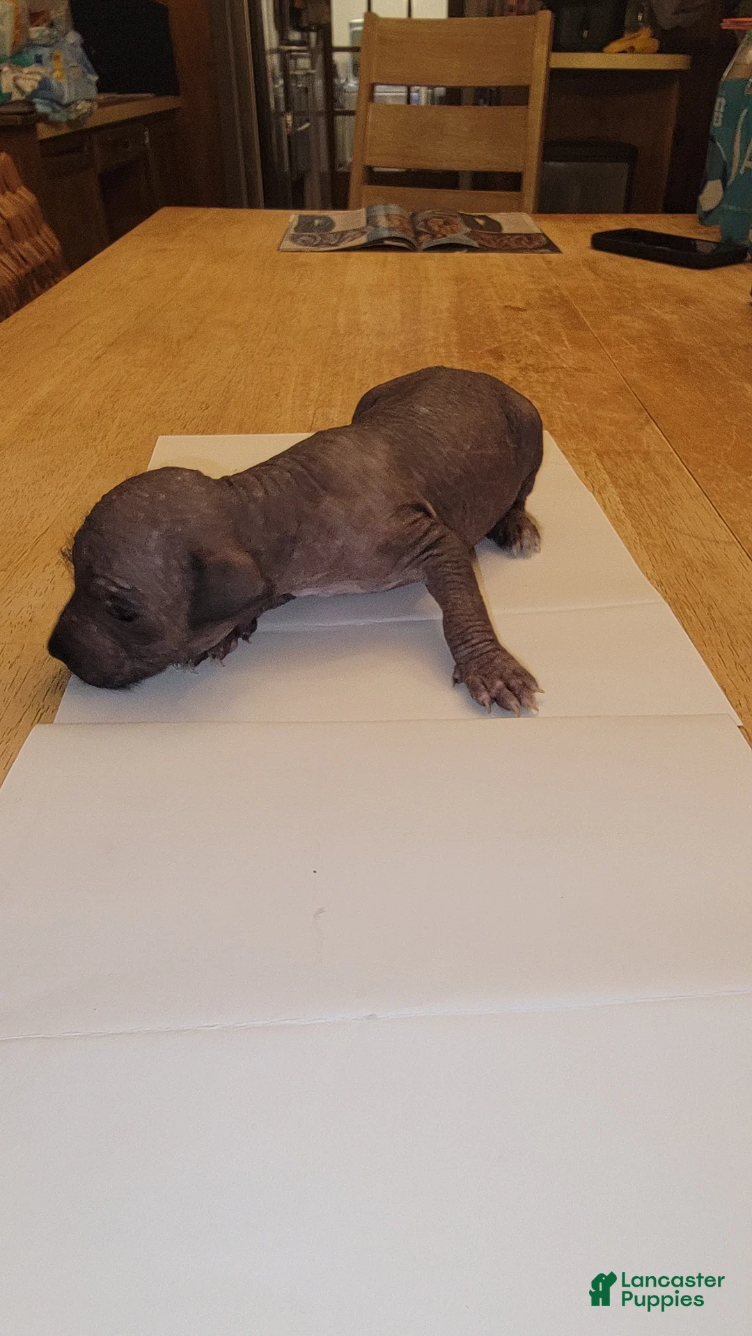 Peruvian Inca Orchid dogs for sale: Peruvian Inca Orchid Puppy 2 - Ad 2