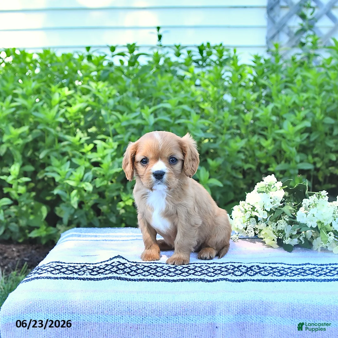 Cavalier King Charles Spaniel dogs for sale: Jackie - Ad 1