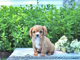 Cavalier King Charles Spaniel dogs for sale: Jackie - Ad 2