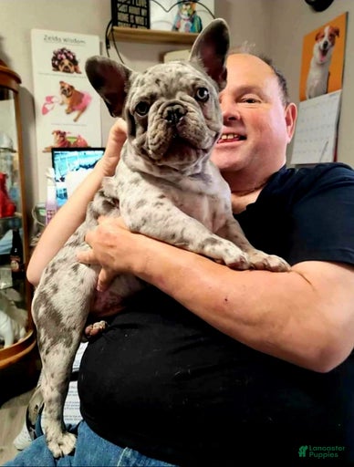 Gallery Image {{count}}