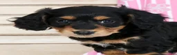 Miniature Dachshund dogs for sale: Bella - Ad 9