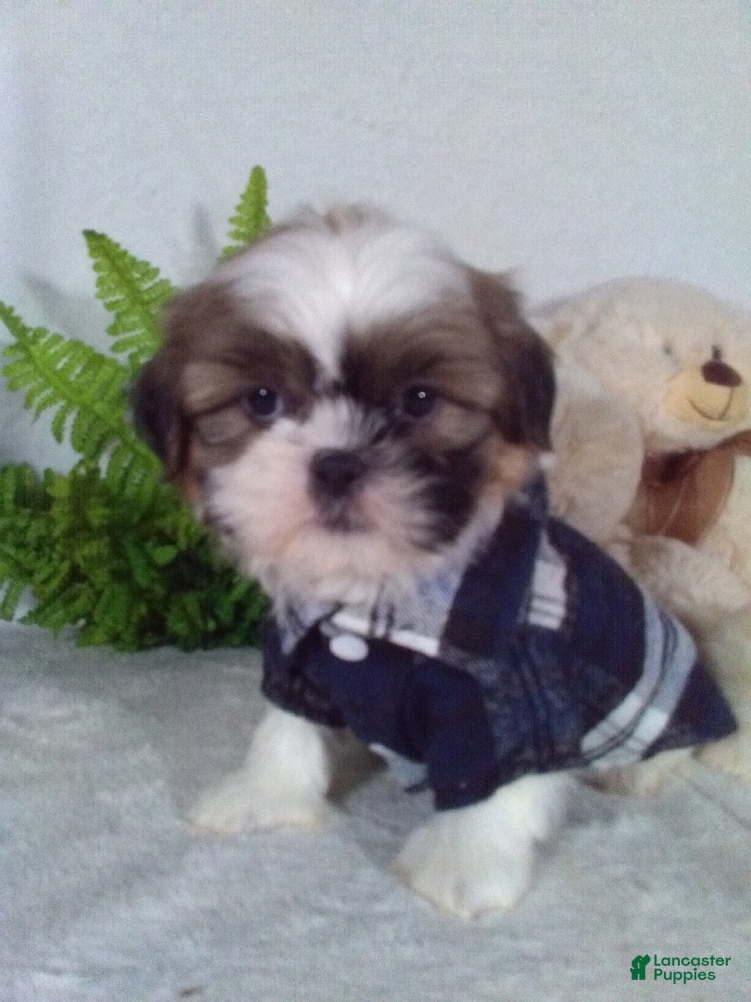 Shih Tzu dogs for sale: Cleo - Ad 1