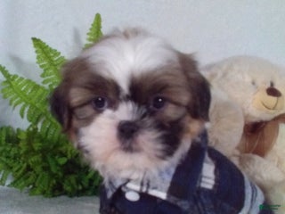 Shih Tzu dogs Cleo - Ad 3